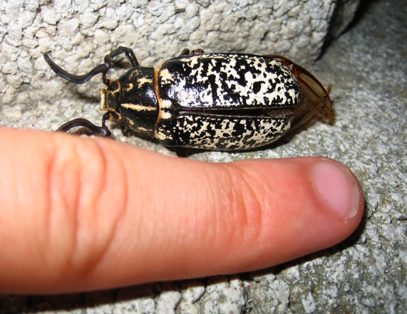 Polyphylla  fullo incidentato